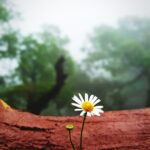 close up white flowering plant scaled