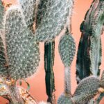 lucy joy 1wSgICRlWqs unsplash