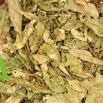 صورة عشبة الزيزفون الطبيعية من SFB – أعشاب مهدئة عالية الجودة