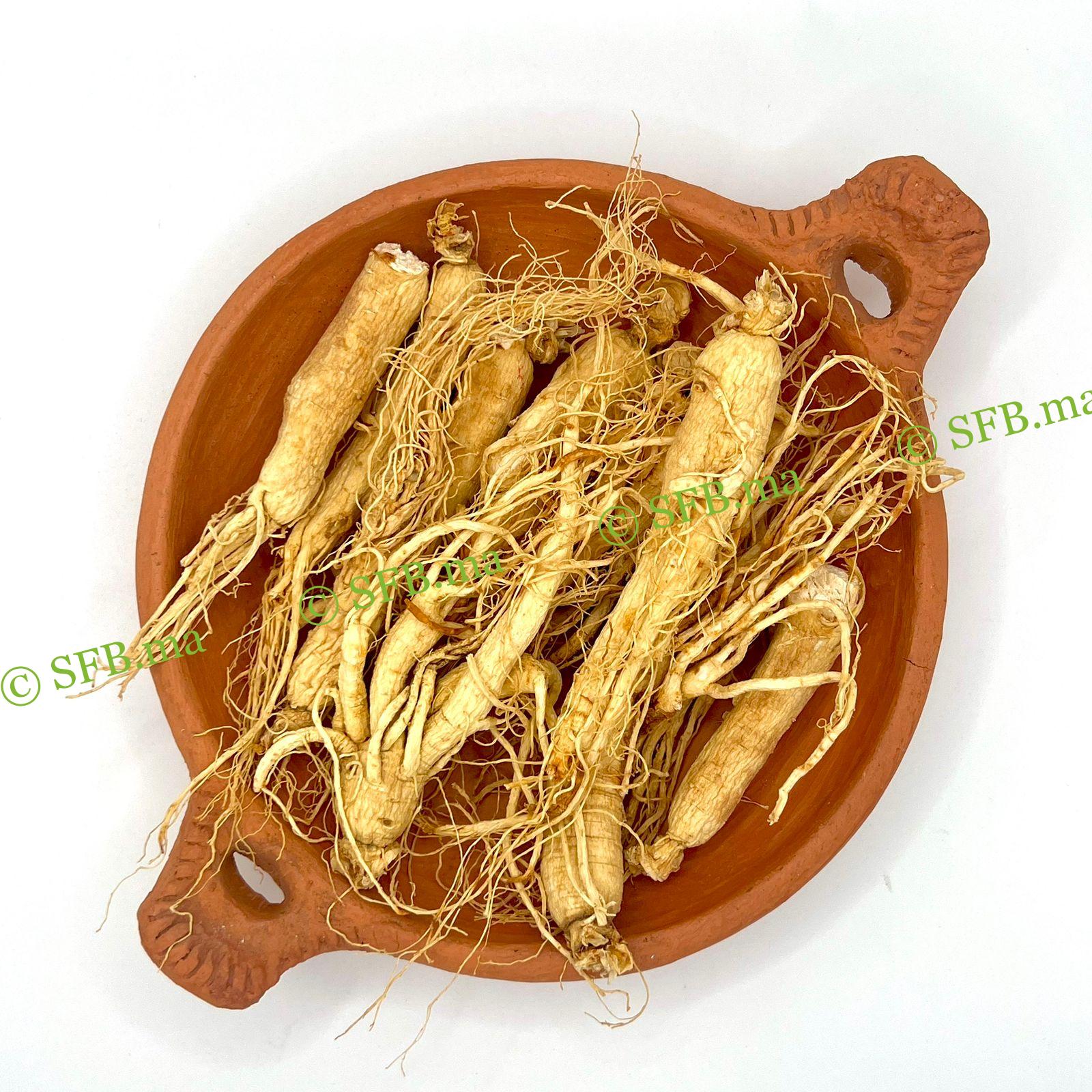 الجينسينج الأبيض | فوائد الجينسينج الأبيض مع SFB صورة الجينسينج الأبيض الطبيعي من SFB – أعشاب عالية الجودة لدعم الطاقة والمناعة