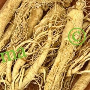 صورة الجينسينج الأبيض الطبيعي من SFB – أعشاب عالية الجودة لدعم الطاقة والمناعة