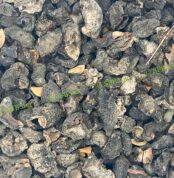 صورة الأملج الطبيعي من SFB – أعشاب طبيعية مستوردة عالية الجودة