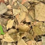 صورة عشبة الجنكة بيلوبا الطبيعية من SFB – دعم الذاكرة وصحة الدماغ