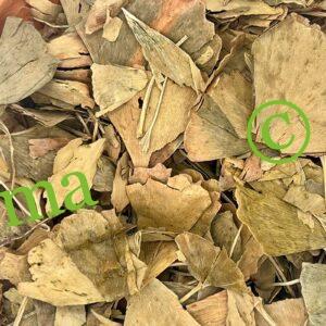 صورة عشبة الجنكة بيلوبا الطبيعية من SFB – دعم الذاكرة وصحة الدماغ