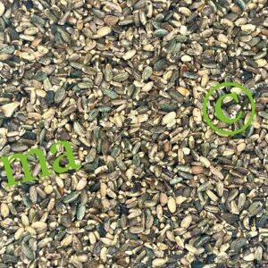 صورة بذور شوك الجمل الطبيعية من SFB – منتج عشبي عالي الجودة لدعم صحة الكبد