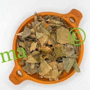 صورة عشبة الجنكة بيلوبا الطبيعية من SFB – دعم الذاكرة وصحة الدماغ