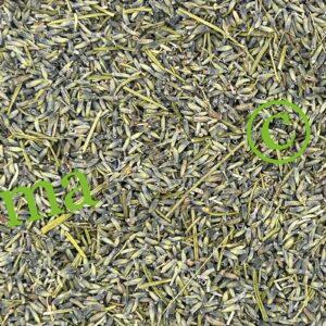 صورة عشبة الخزامى الطبيعية من SFB – عشبة عطرية وفوائد صحية متعددة