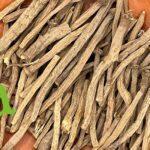 عود القرح (تقنديشت) الطبيعي لتعزيز المناعة ومضاد للالتهابات | SFB