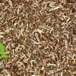 عشبة القديس يوحنا لتحسين المزاج وعلاج الاكتئاب الخفيف | SFB