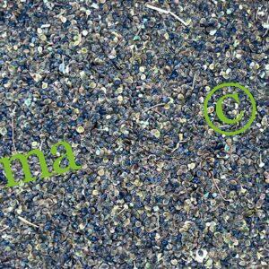 بذور القراص لتعزيز صحة الشعر والمناعة | SFB