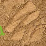 الشيكاكاي للعناية بالشعر وتنظيف فروة الرأس بعمق | منتجات طبيعية من SFB