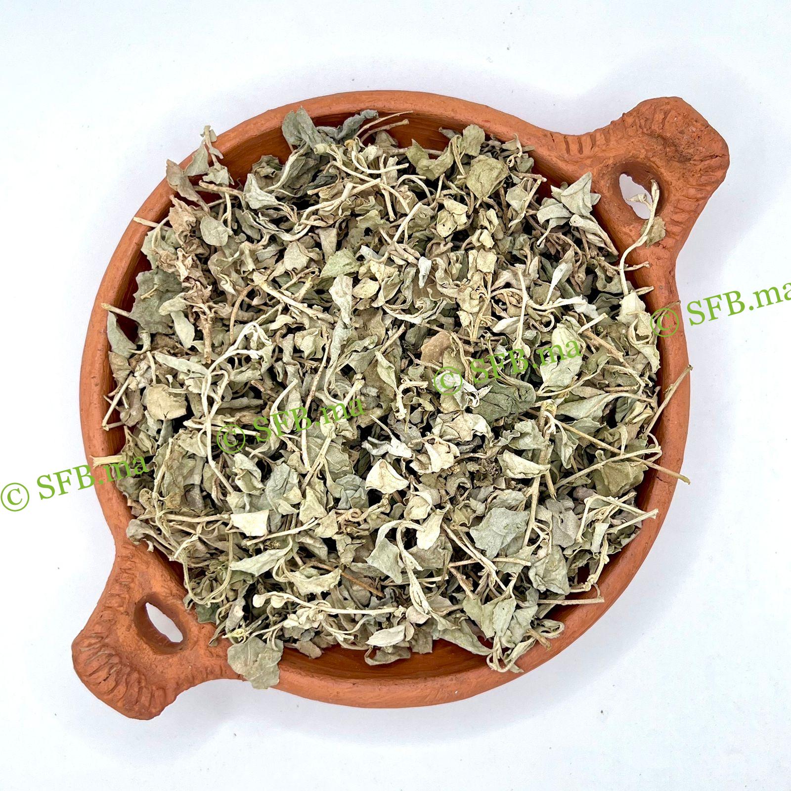 عشبة القطف المالح – تنظيم الهرمونات ودعم الصحة العامة | SFB القطف المالح لدعم التوازن الهرموني وتعزيز الصحة الطبيعية | SFB