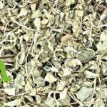 القطف المالح لدعم التوازن الهرموني وتعزيز الصحة الطبيعية | SFB