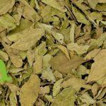 أوراق الكاري لتقوية الشعر ومنع تساقطه وتحفيز النمو | منتجات طبيعية من SFB