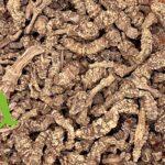 الناردين المخزني لتهدئة الأعصاب وتحسين جودة النوم | أعشاب طبيعية من SFB