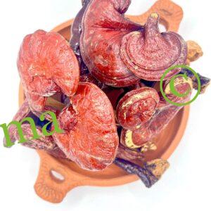 فطر الريشي الطبيعي لدعم المناعة وتنقية الجسم ومكافحة التعب والإجهاد | منتجات SFB