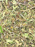 عشبة الهندباء الطبيعية لتنقية الكبد وتحسين الهضم ودعم صحة البشرة | منتجات طبيعية من SFB