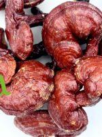 فطر الريشي الطبيعي لدعم المناعة وتنقية الجسم ومكافحة التعب والإجهاد | منتجات SFB