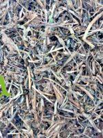 Natural Ajuga Herb for supporting hair growth, skin wellness, and immune balance | SFB Products