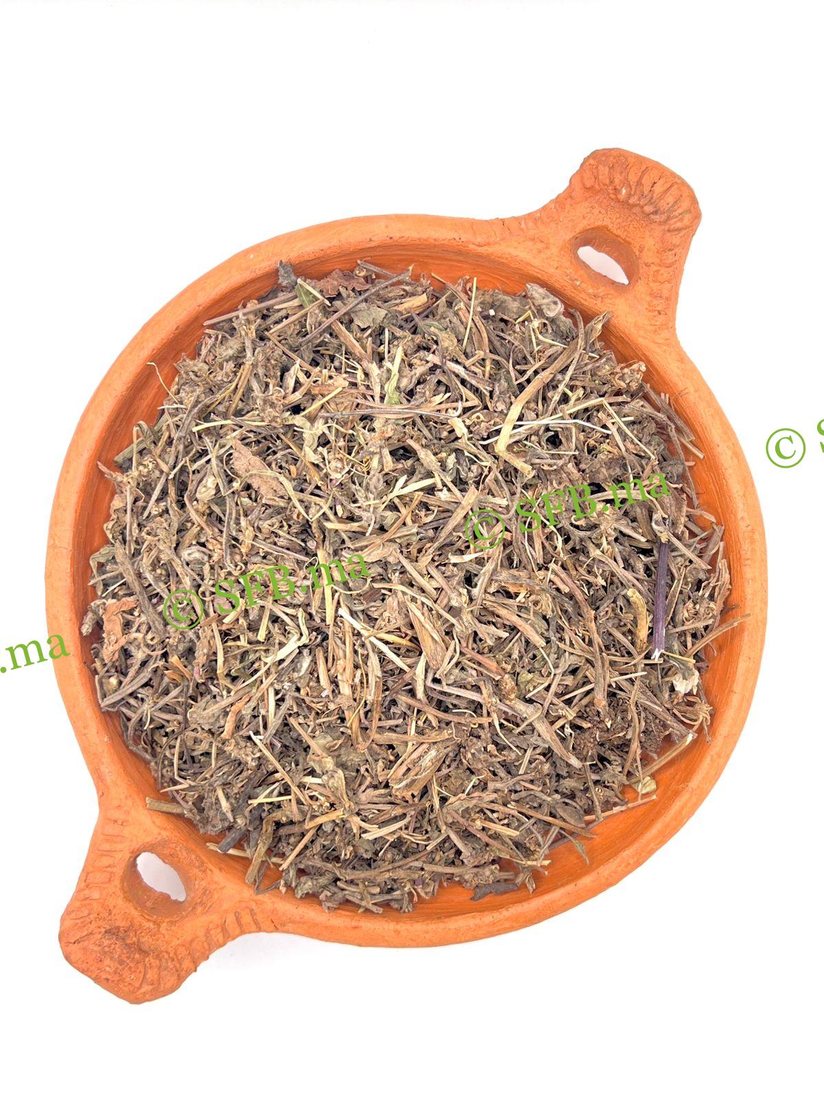 عشبة الاجوگا – لتعزيز نمو الشعر ودعم صحة البشرة والمناعة | SFB Natural Ajuga Herb for supporting hair growth, skin wellness, and immune balance | SFB Products